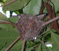 hummingbird in its nest